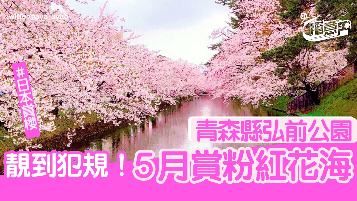 日本櫻花 青森縣弘前公園 靚到犯規粉紅花海 附行程 日本櫻花 青森縣弘前公園 靚到犯規粉紅花海 附行程