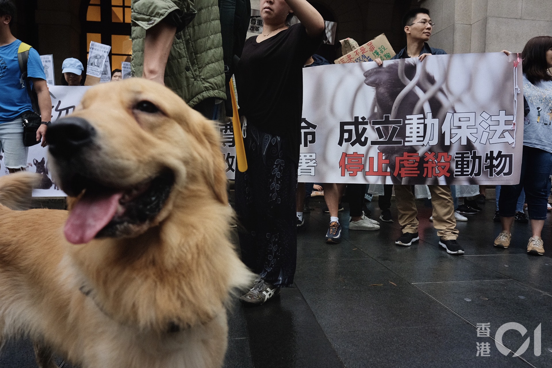 有組織發起集會遊行,反對政府每年預留逾三千萬撲殺數千動物。(歐嘉樂攝) 有組織發起集會遊行,反對政府每年預留逾三千萬撲殺數千動物。(歐嘉樂攝)