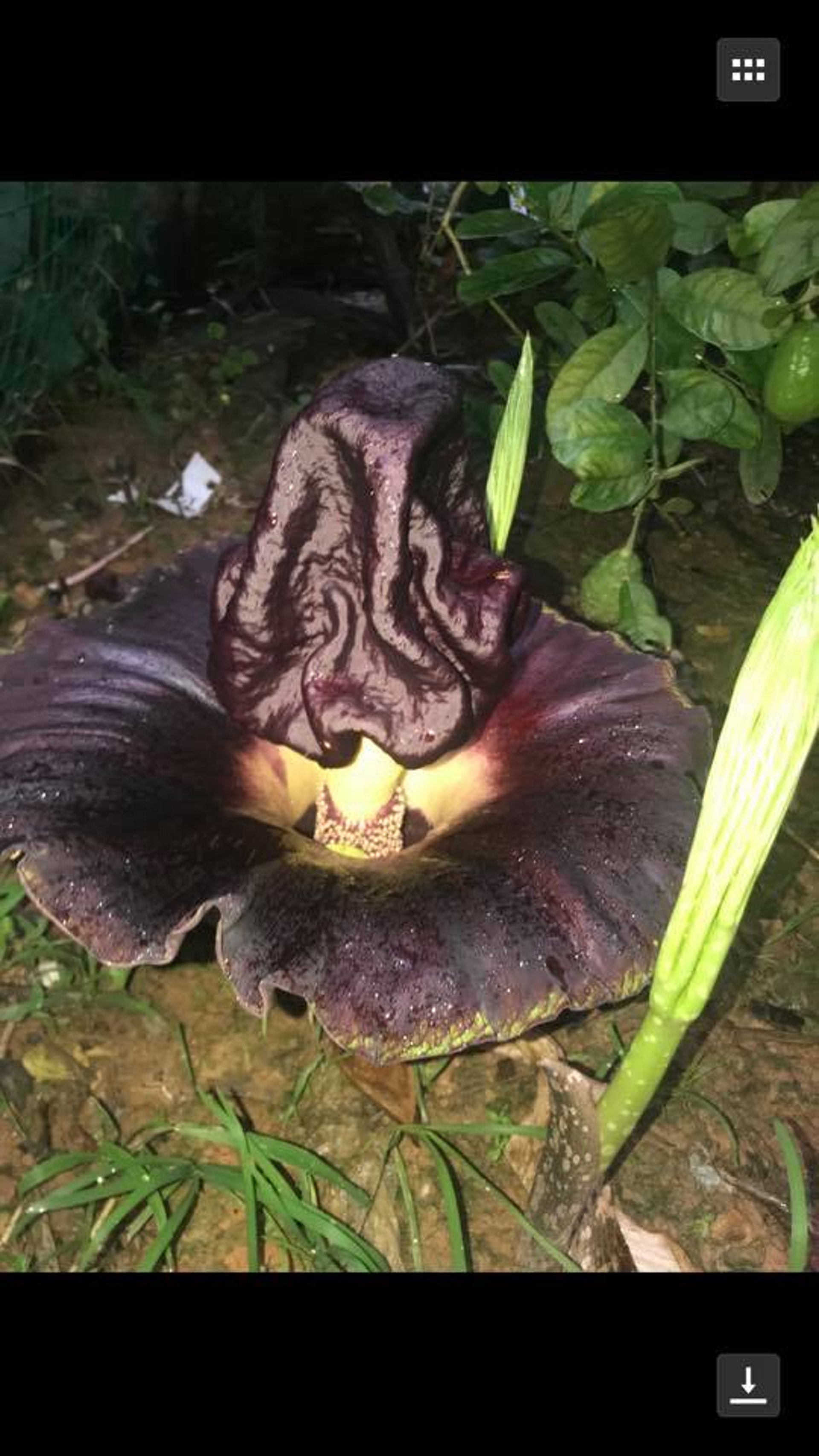 大埔奇花 瘀紅色傳臭味後花園現怪花專家話原來係魔芋 香港01 18區新聞 大埔奇花 瘀紅色傳臭味後花園現怪花專家話原來係魔芋 香港01 18區新聞