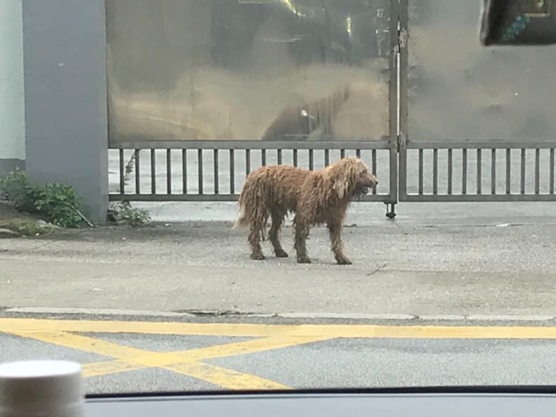 連日來有不少人見過這隻狗在元朗街上流連。(網上圖片) 連日來有不少人見過這隻狗在元朗街上流連。(網上圖片)