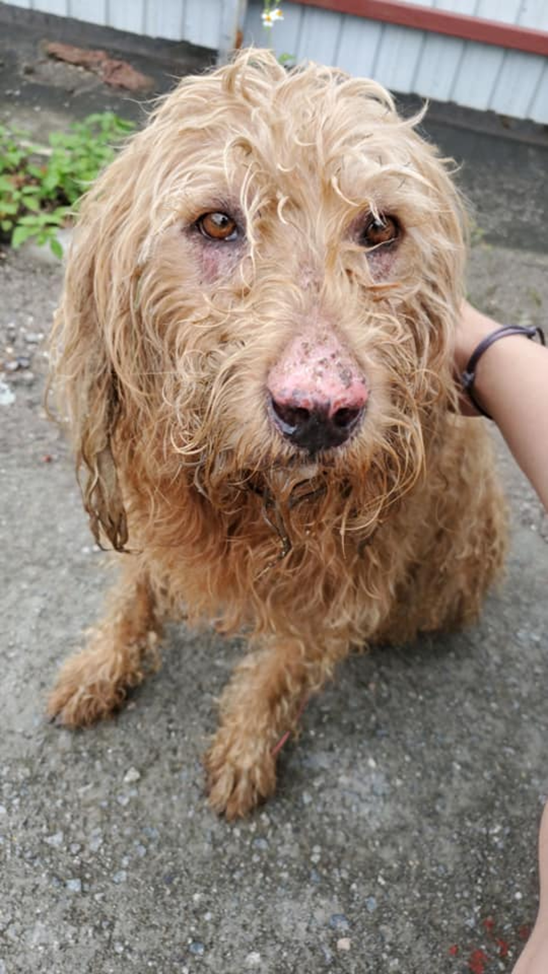 牠的毛髮長且骯髒,狀甚可憐。(網上圖片) 牠的毛髮長且骯髒,狀甚可憐。(網上圖片)