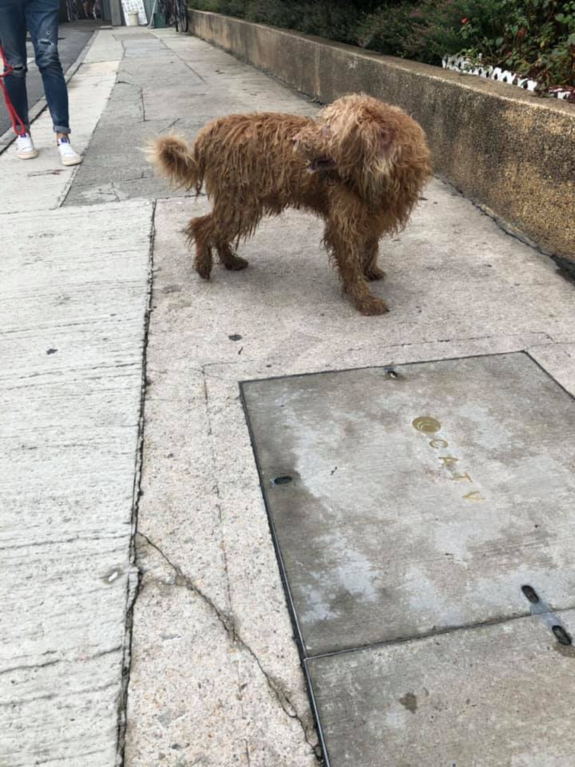 因為牠跑得很快,多天以來多名街坊目送牠跑走,未能成功截停牠。(網上圖片) 因為牠跑得很快,多天以來多名街坊目送牠跑走,未能成功截停牠。(網上圖片)