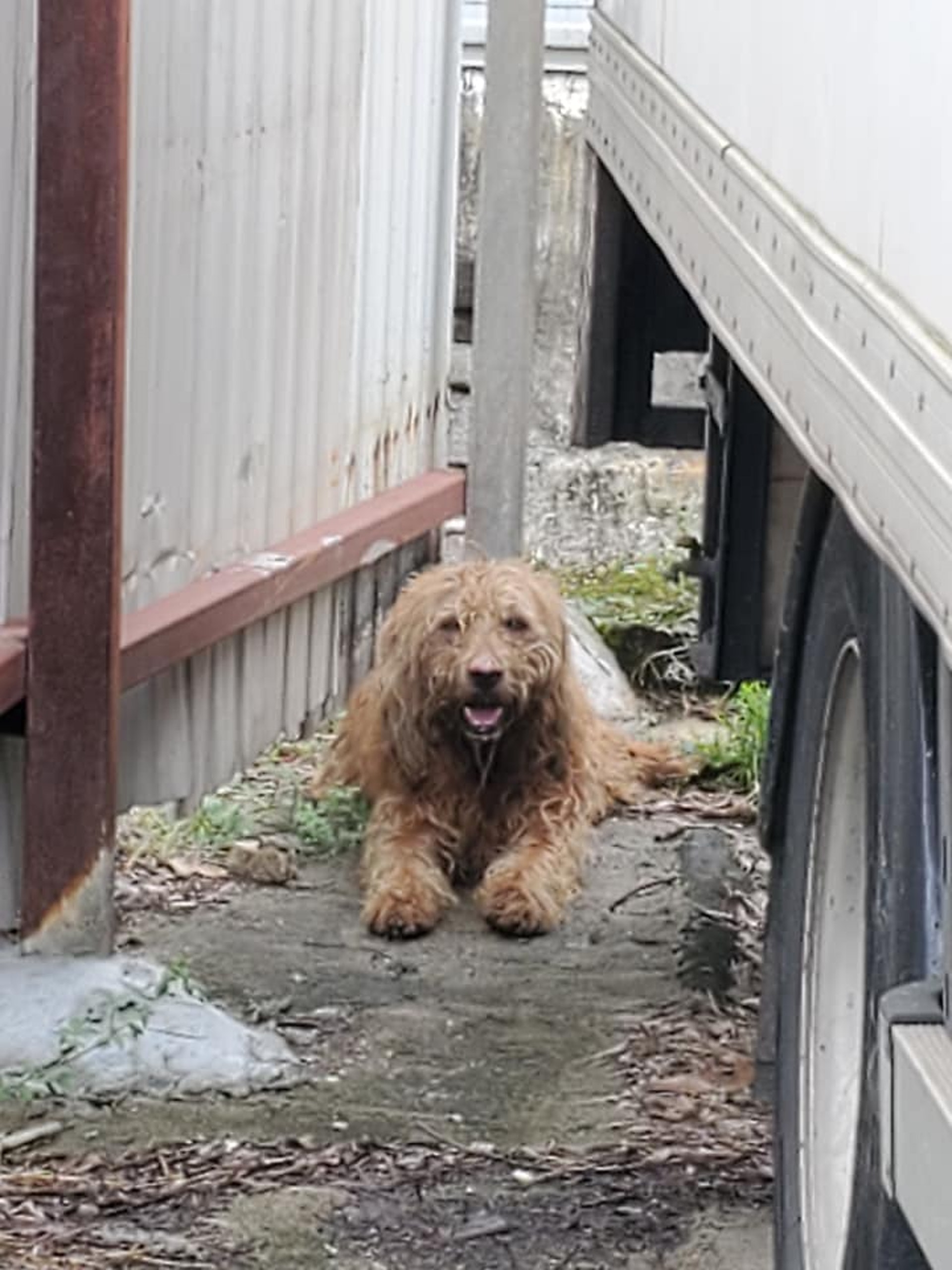 狗狗匿在貨車底旁,Jackson蹲在地上逾一小時,才令牠放下戒心。(受訪者提供) 狗狗匿在貨車底旁,Jackson蹲在地上逾一小時,才令牠放下戒心。(受訪者提供)