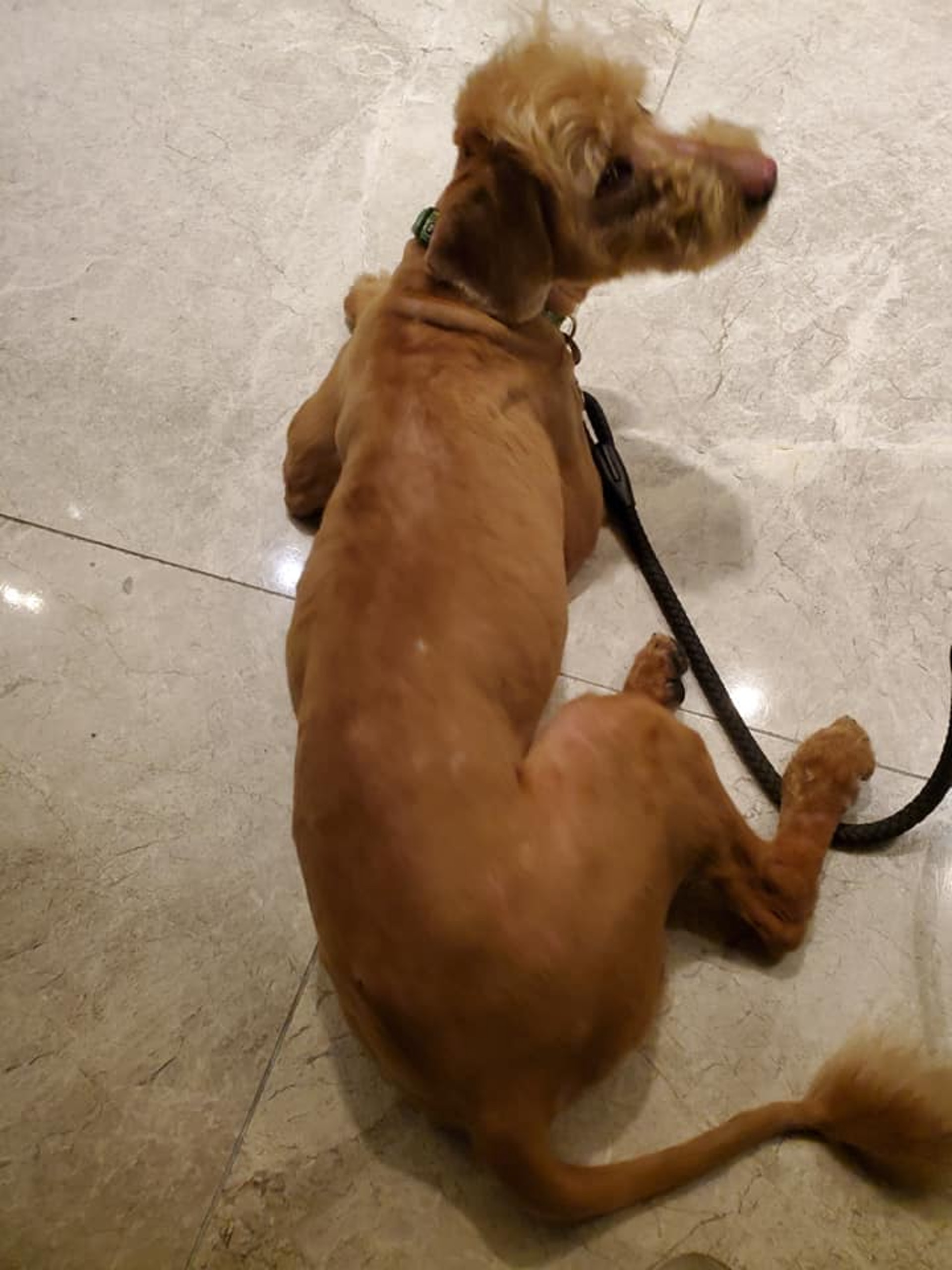 現時牠已變回「靚仔」。(受訪者提供) 現時牠已變回「靚仔」。(受訪者提供)