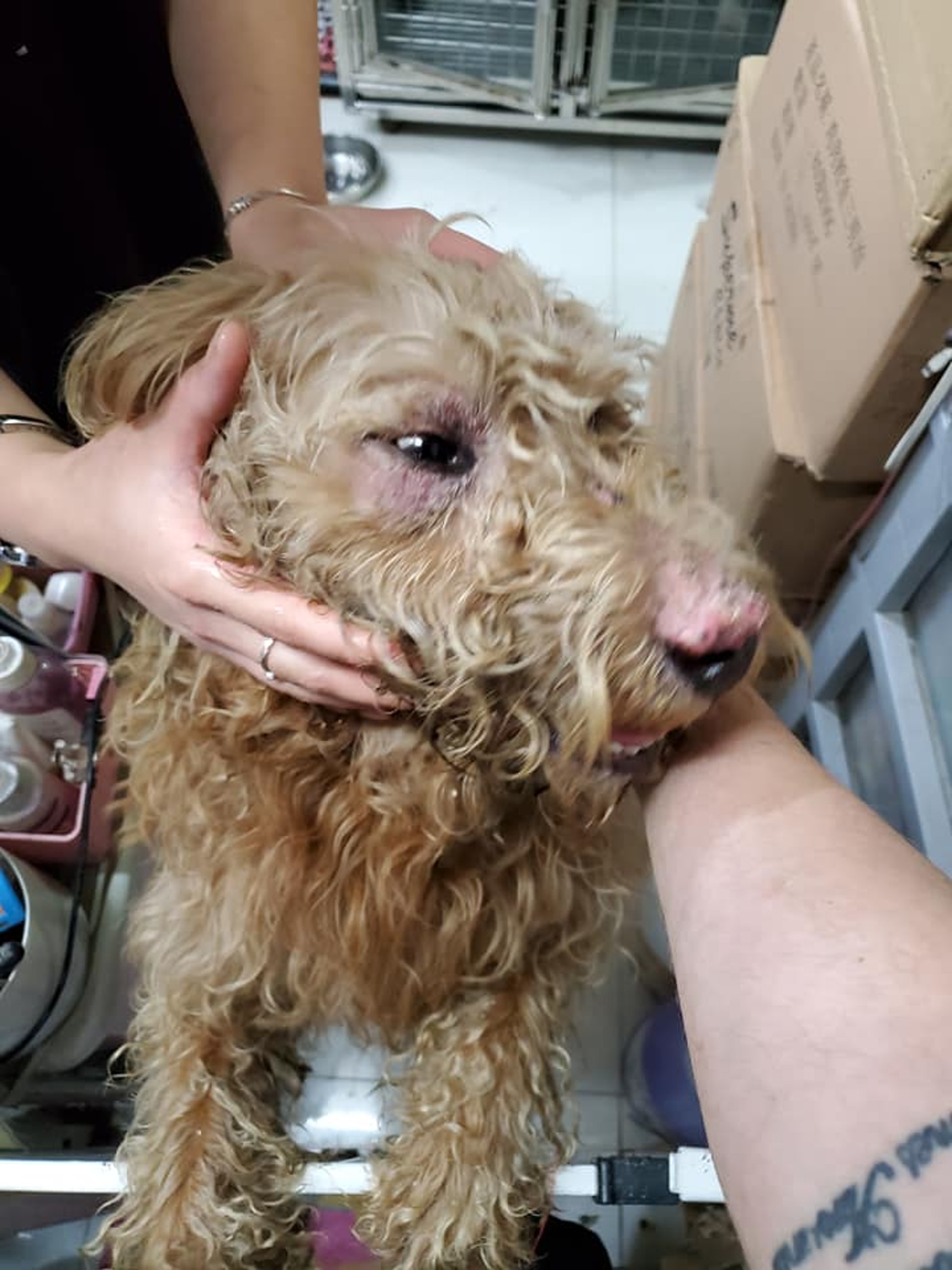 Jackson帶了狗狗前往洗澡、剪毛,以及到獸醫檢查情況。(受訪者提供) Jackson帶了狗狗前往洗澡、剪毛,以及到獸醫檢查情況。(受訪者提供)