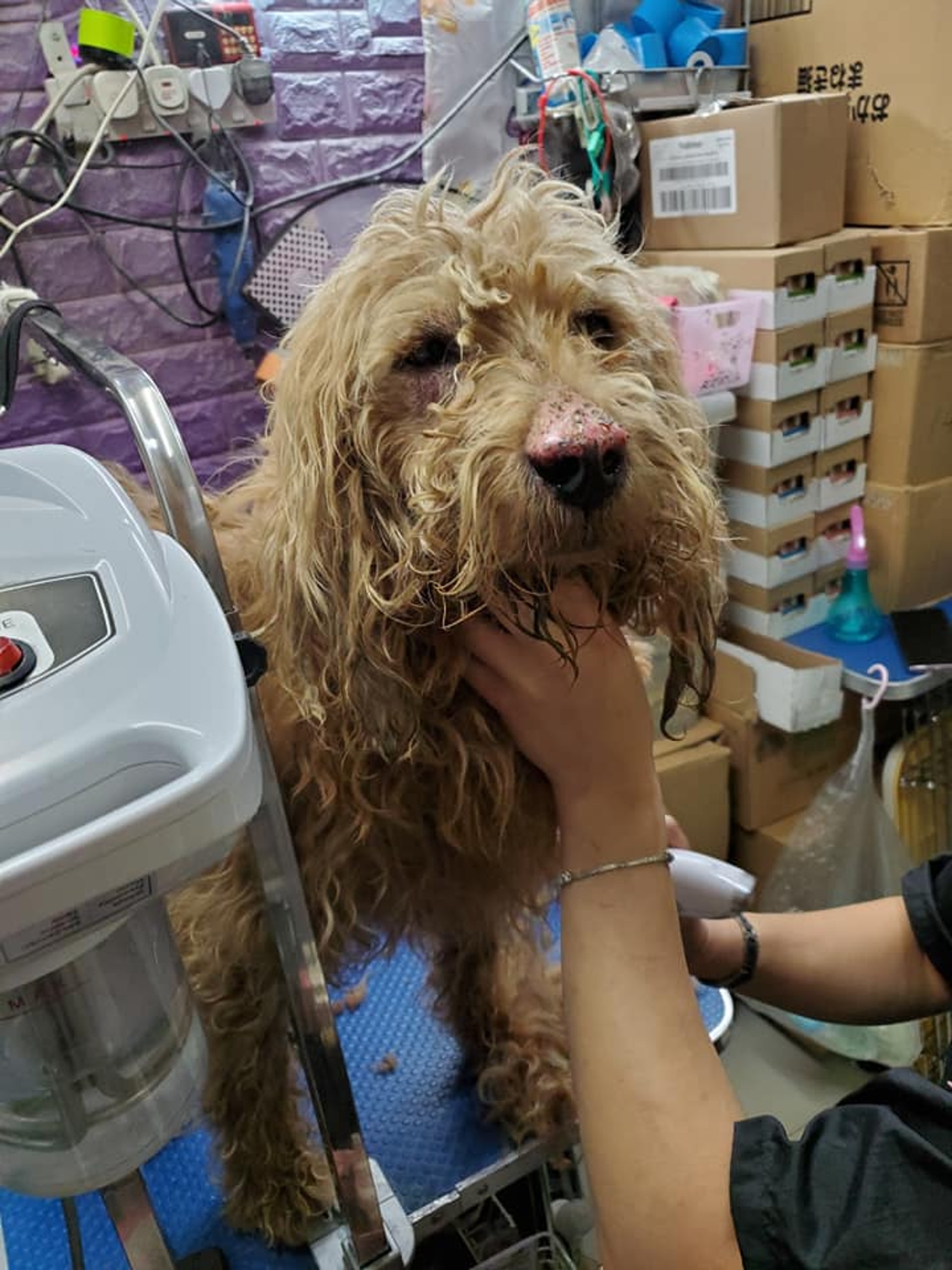 由於狗狗沒有晶片或狗帶,因而無法判斷到底牠來自何處。(受訪者提供) 由於狗狗沒有晶片或狗帶,因而無法判斷到底牠來自何處。(受訪者提供)