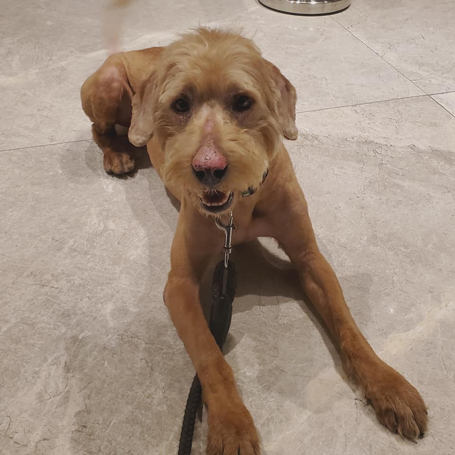 將狗狗取名為「Cap」,寓意牠要像Captain America(美國隊長)一樣堅強成長。獲取名為「Cap」,寓意牠要像Captain America(美國隊長)一樣堅強成長。(受訪者提供) 將狗狗取名為「Cap」,寓意牠要像Captain America(美國隊長)一樣堅強成長。獲取名為「Cap」,寓意牠要像Captain America(美國隊長)一樣堅強成長。(受訪者提供)