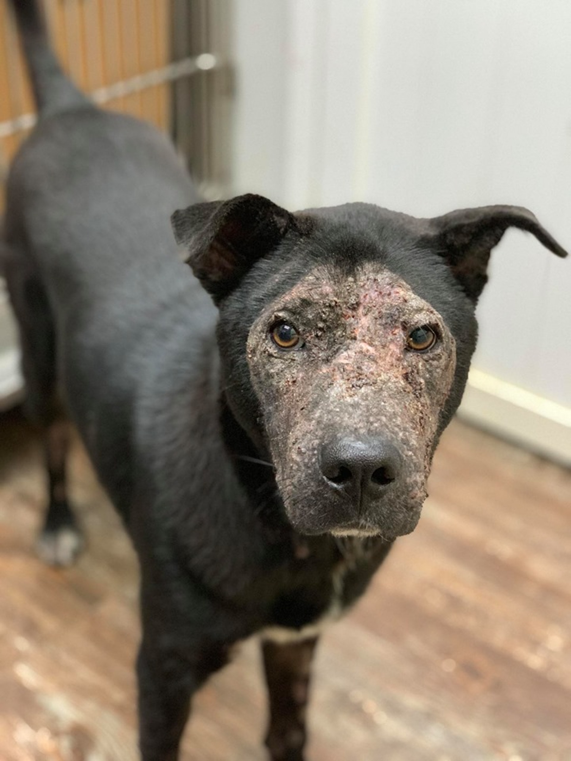 傻B臉上的皮膚非常粗糙。(守護浪浪福利協會) 傻B臉上的皮膚非常粗糙。(守護浪浪福利協會)