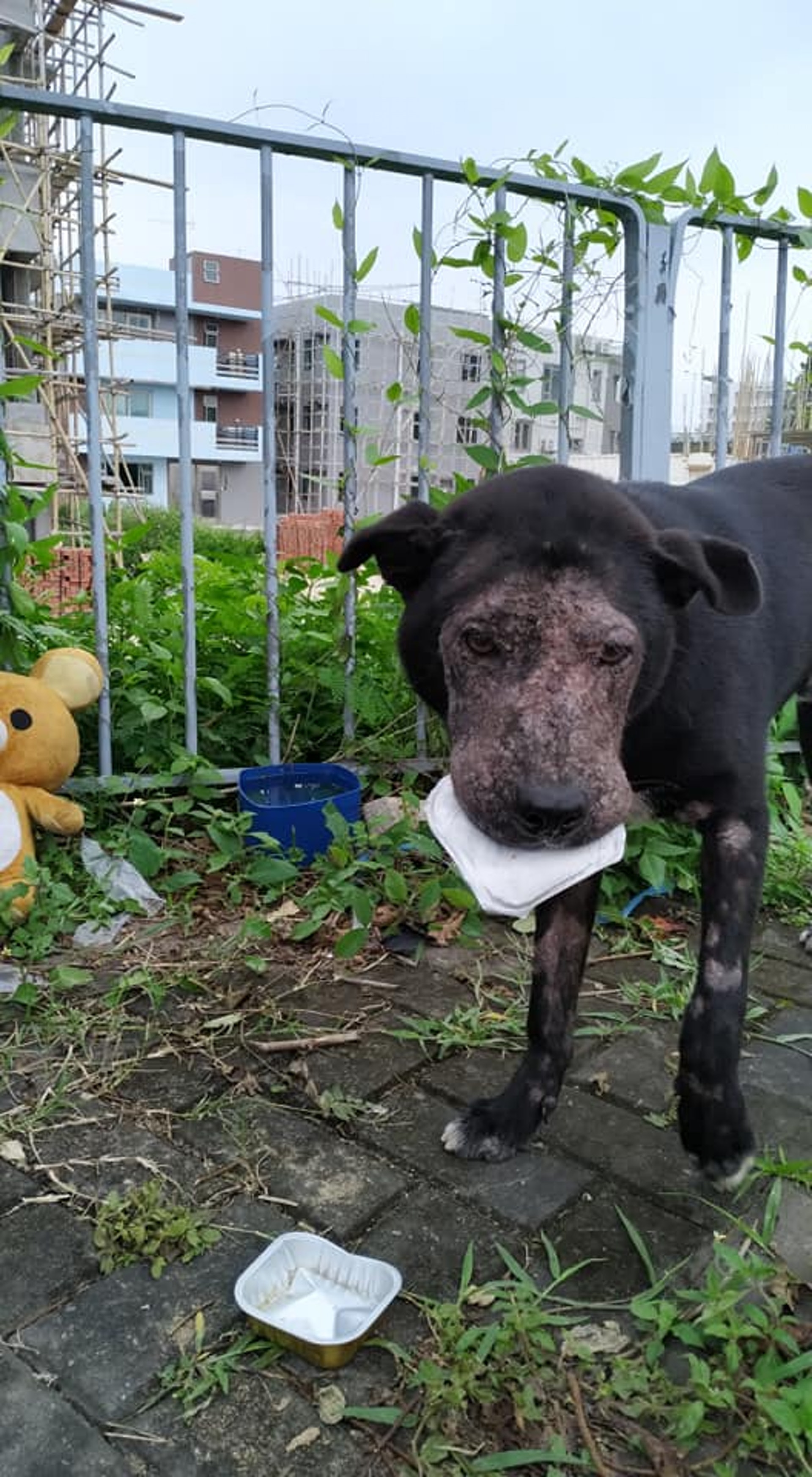 (向←掃看更多傻B照片)傻B除了臉部,手腳均受毛囊蟲感染。(守護浪浪福利協會) (向←掃看更多傻B照片)傻B除了臉部,手腳均受毛囊蟲感染。(守護浪浪福利協會)