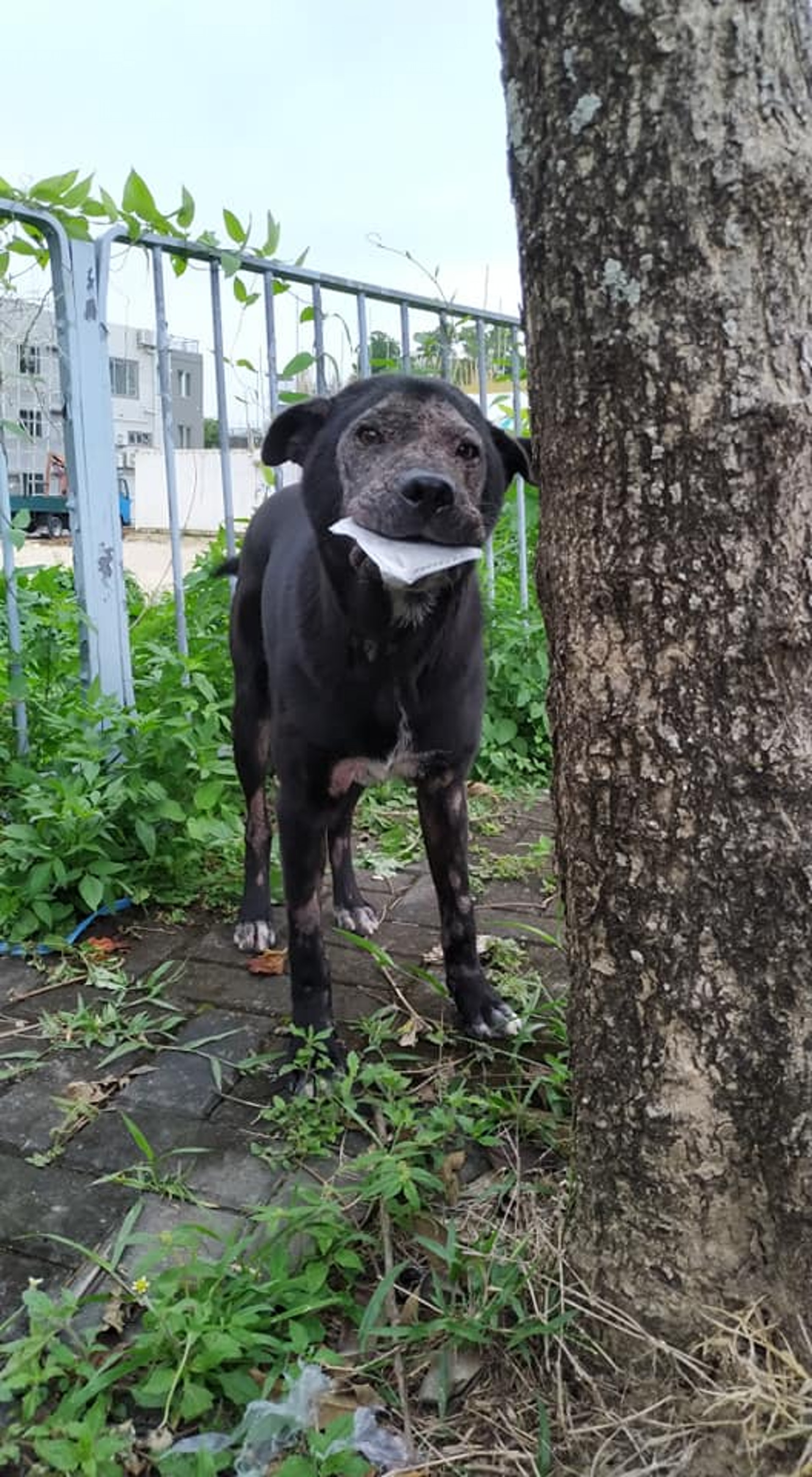 (向←掃看更多傻B照片)傻B除了臉部,手腳均受毛囊蟲感染。(守護浪浪福利協會) (向←掃看更多傻B照片)傻B除了臉部,手腳均受毛囊蟲感染。(守護浪浪福利協會)