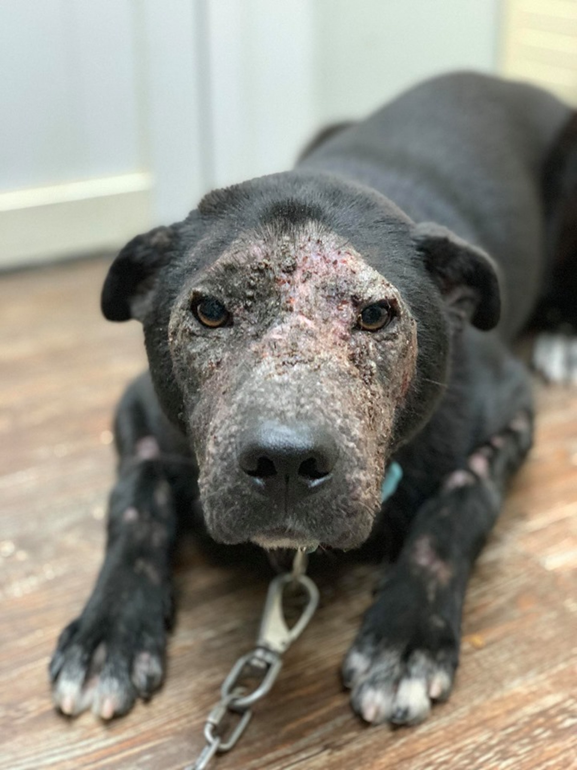 (向←掃看更多傻B照片)傻B除了臉部,手腳均受毛囊蟲感染。(守護浪浪福利協會) (向←掃看更多傻B照片)傻B除了臉部,手腳均受毛囊蟲感染。(守護浪浪福利協會)