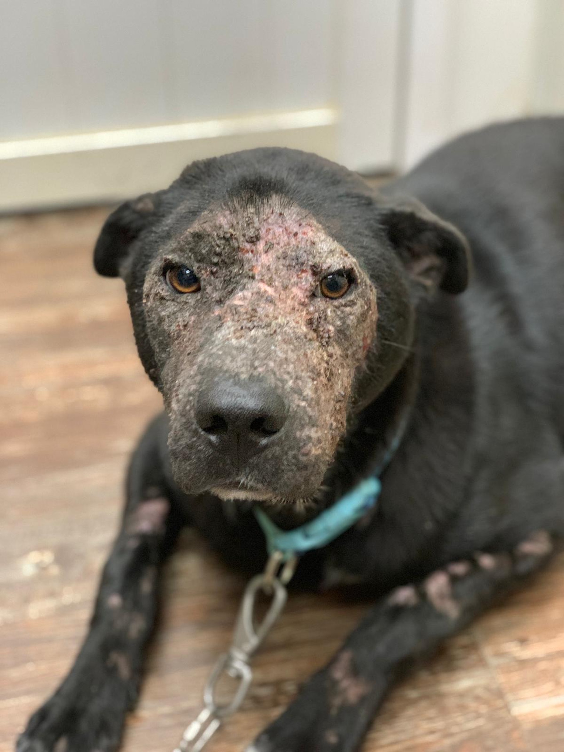 (向←掃看更多傻B照片)傻B除了臉部,手腳均受毛囊蟲感染。(守護浪浪福利協會) (向←掃看更多傻B照片)傻B除了臉部,手腳均受毛囊蟲感染。(守護浪浪福利協會)