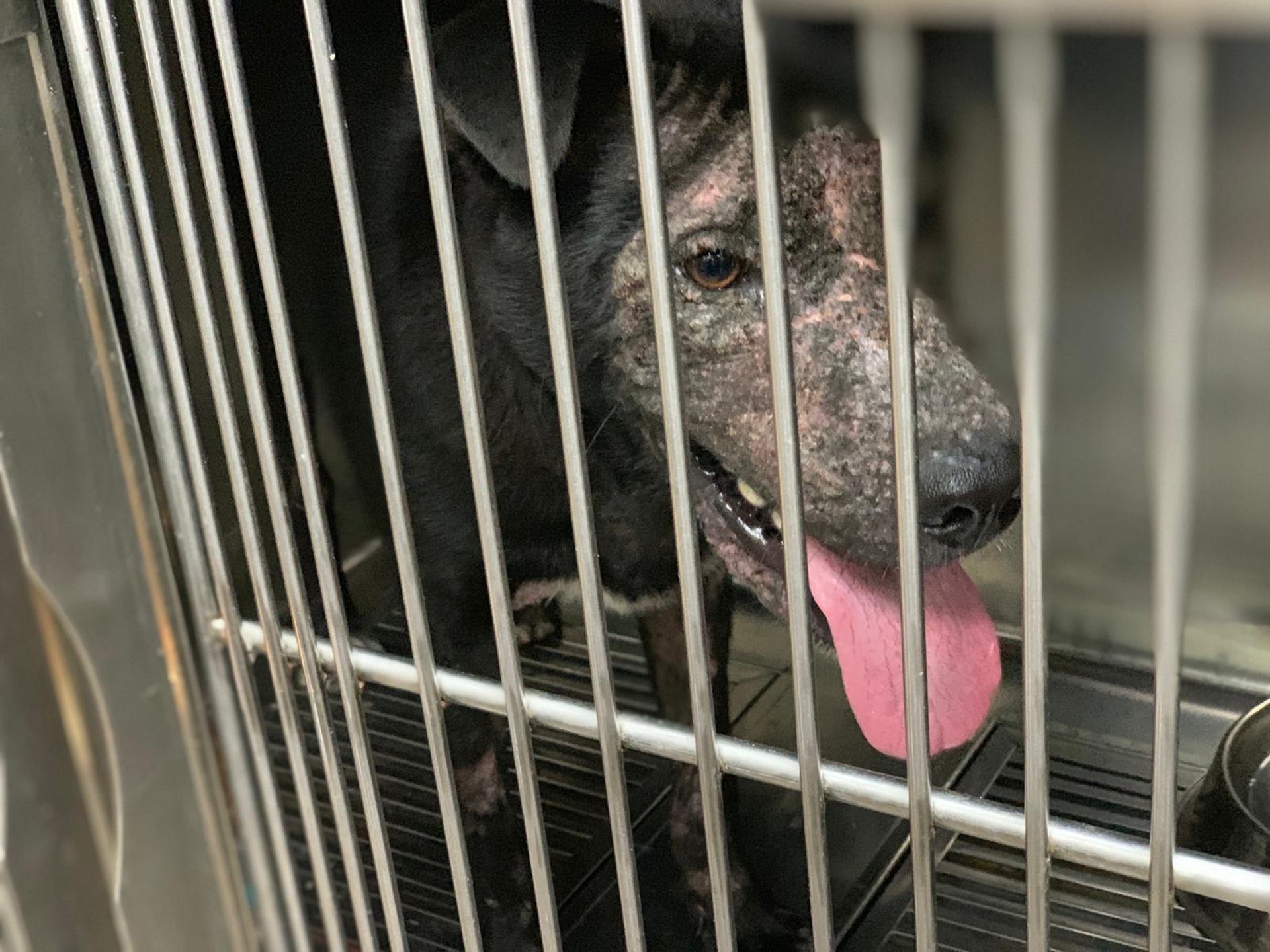 (向←掃看更多傻B照片)傻B除了臉部,手腳均受毛囊蟲感染。(守護浪浪福利協會) (向←掃看更多傻B照片)傻B除了臉部,手腳均受毛囊蟲感染。(守護浪浪福利協會)