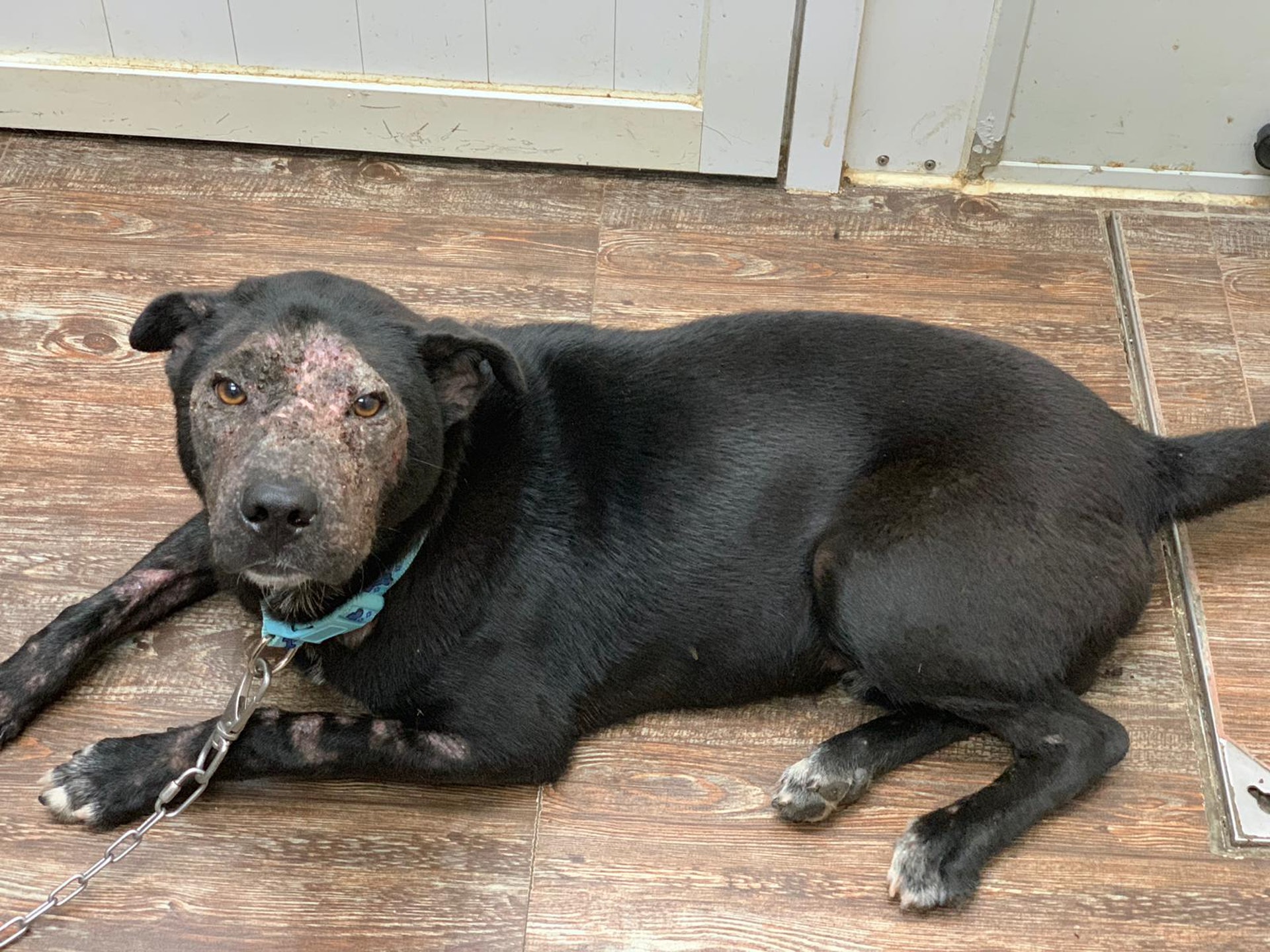 (向←掃看更多傻B照片)傻B除了臉部,手腳均受毛囊蟲感染。(守護浪浪福利協會) (向←掃看更多傻B照片)傻B除了臉部,手腳均受毛囊蟲感染。(守護浪浪福利協會)