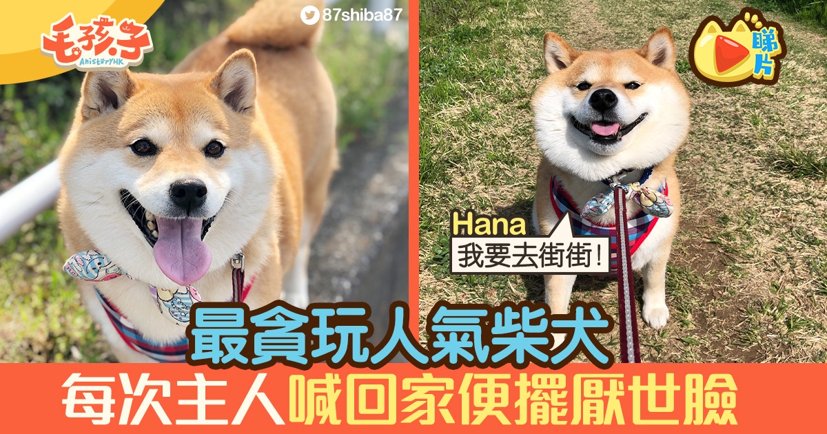 拒否柴 柴犬hana被稱史上最貪玩主人喊回家即現肉包臉反抗