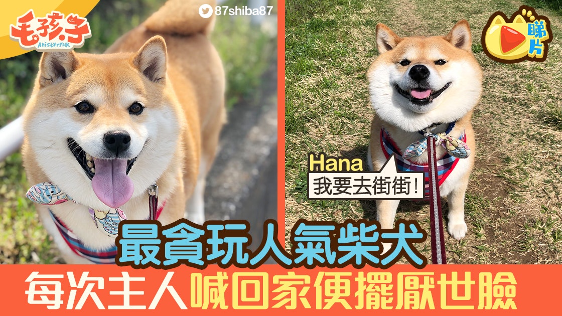 拒否柴 柴犬hana被稱史上最貪玩主人喊回家即現肉包臉反抗 拒否柴 柴犬hana被稱史上最貪玩主人喊回家即現肉包臉反抗