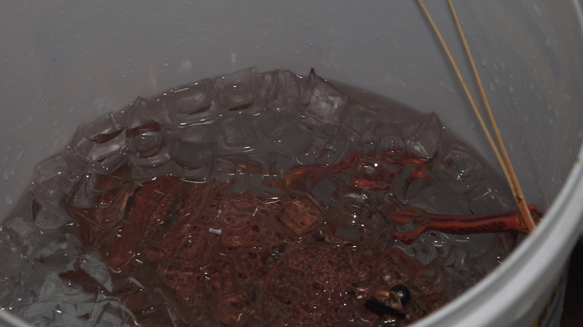 點擊影片,即看魚販和餐廳師傅對電擊劏魚法之看法。(譚威權、洪業銘攝) 點擊影片,即看魚販和餐廳師傅對電擊劏魚法之看法。(譚威權、洪業銘攝)