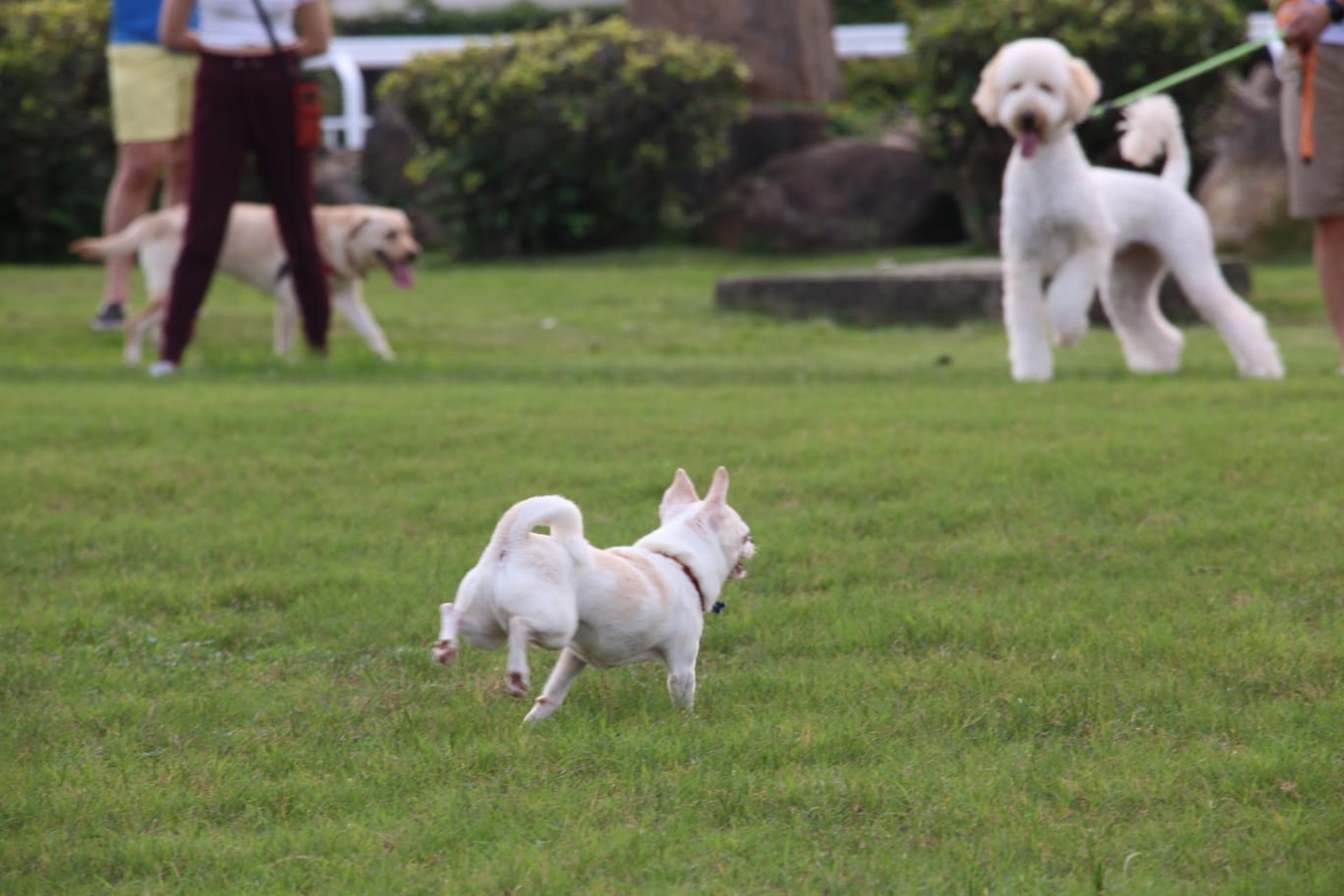 事主上月底帶芝娃娃到彭福公園玩,豈料發生慘劇。(受訪者提供) 事主上月底帶芝娃娃到彭福公園玩,豈料發生慘劇。(受訪者提供)