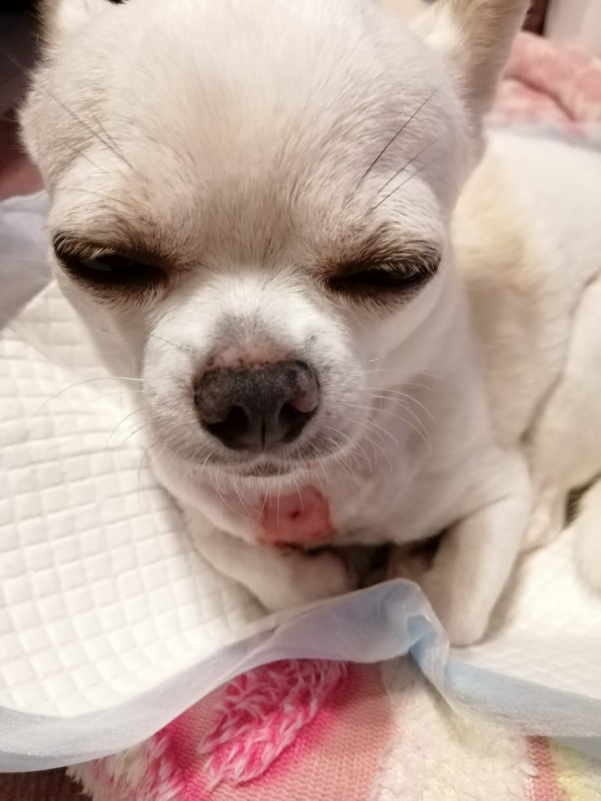 被咬芝娃娃傷口至今至癒合。(受訪者提供) 被咬芝娃娃傷口至今至癒合。(受訪者提供)