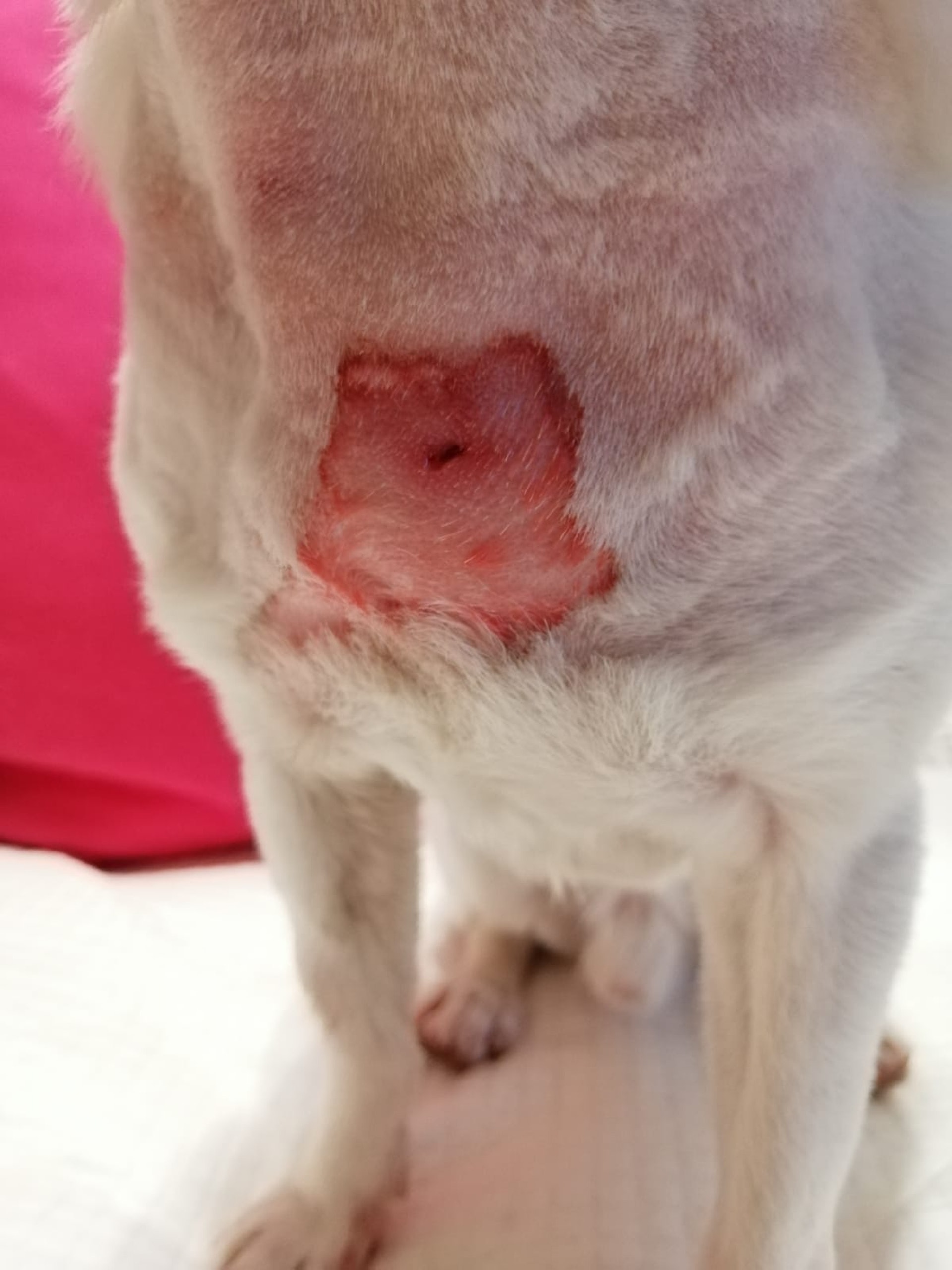 受害主人稱,由於傷口十分深,消毒藥水需要灌進傷口。(受訪者提供) 受害主人稱,由於傷口十分深,消毒藥水需要灌進傷口。(受訪者提供)