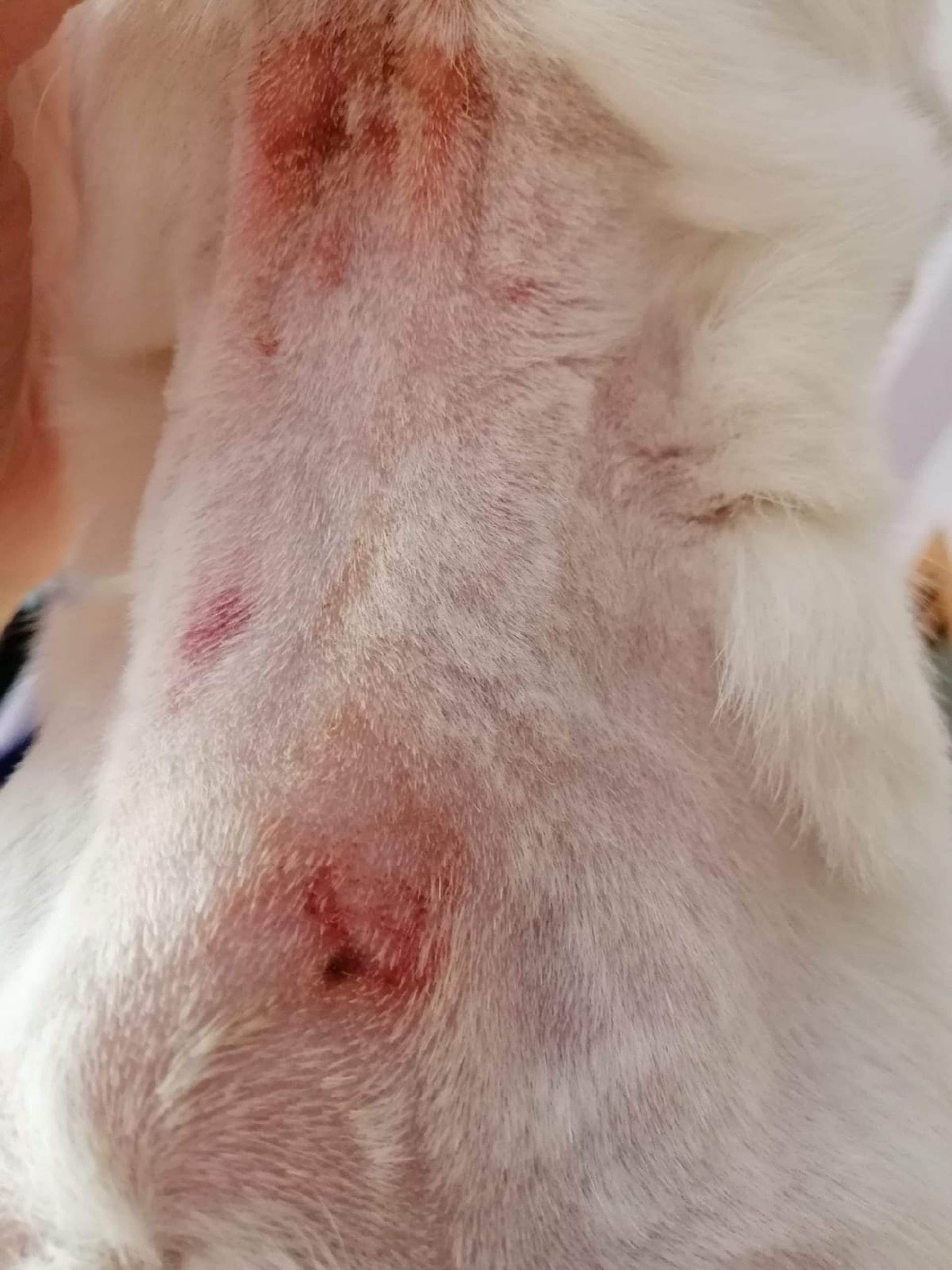 清晰見到咬痕。(受訪者提供) 清晰見到咬痕。(受訪者提供)