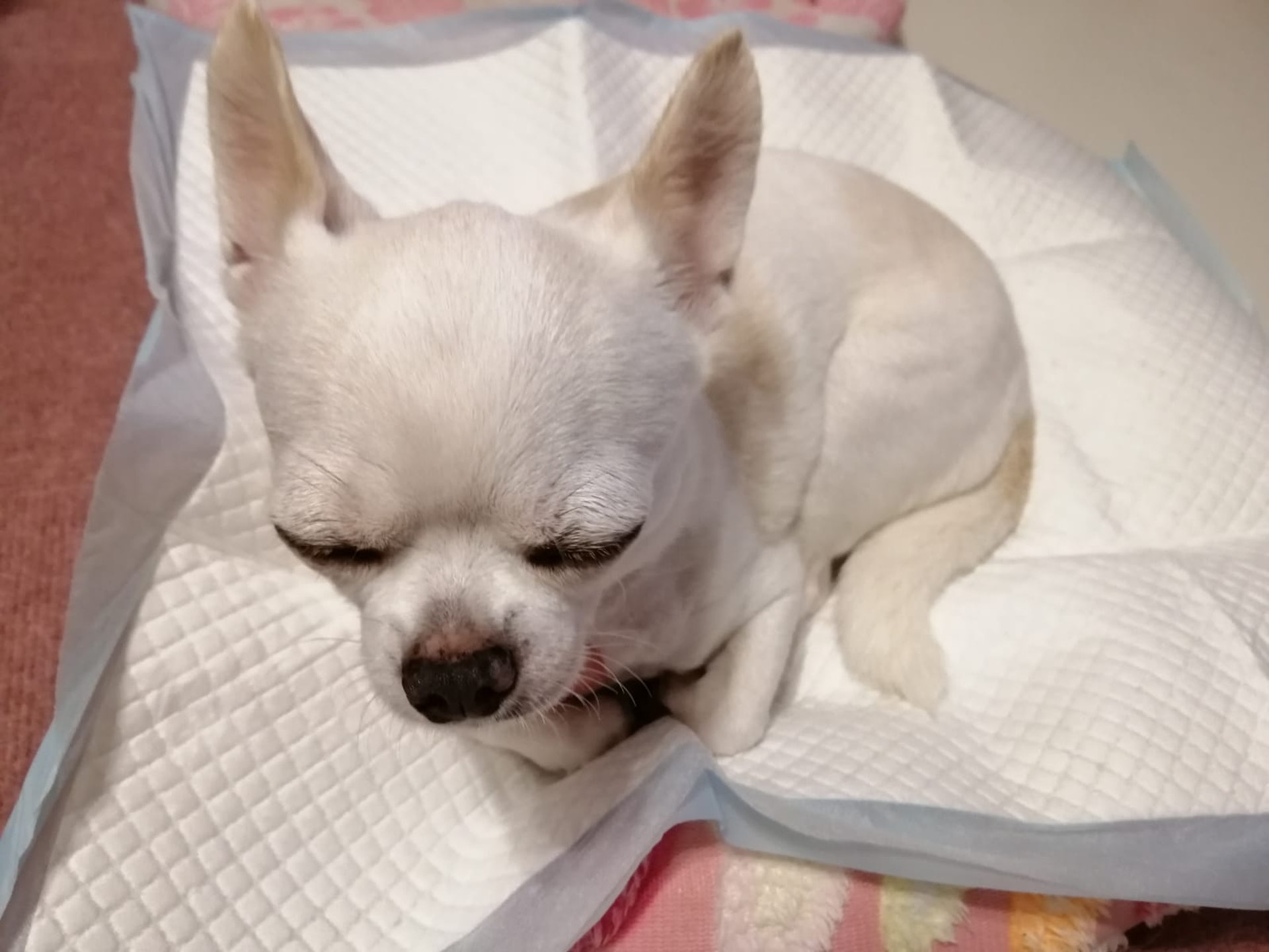 事發後芝娃娃留下心理陰影。(受訪者提供) 事發後芝娃娃留下心理陰影。(受訪者提供)