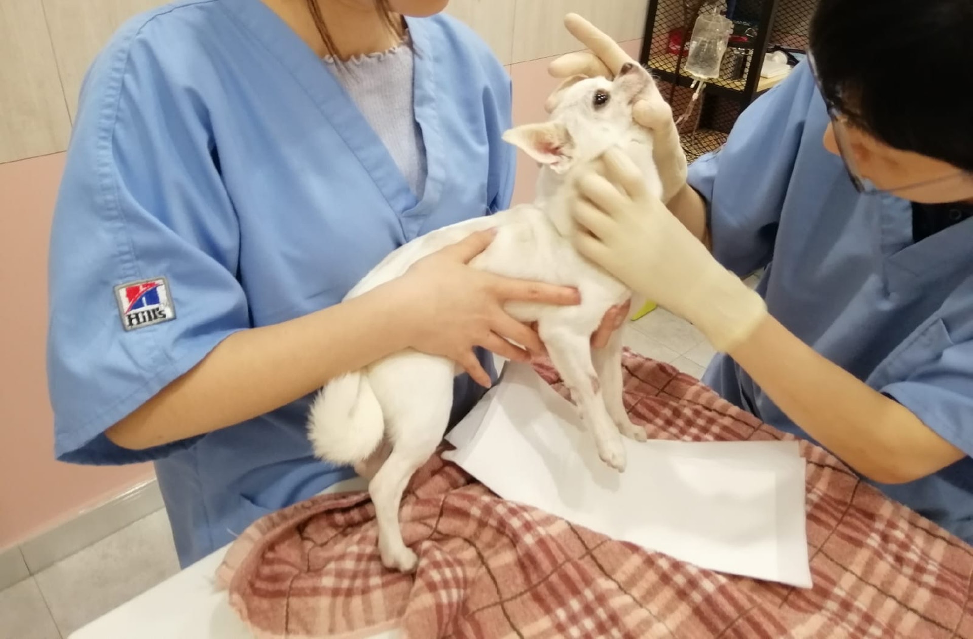 事主引述獸醫稱,傷口如果處理得不好,有機會被感染。(受訪者提供) 事主引述獸醫稱,傷口如果處理得不好,有機會被感染。(受訪者提供)