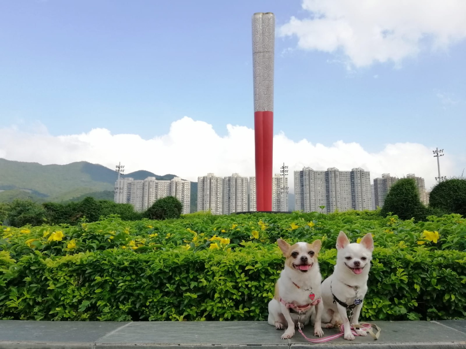 芝娃娃的主人稱,事發後也不敢再去彭福公園。(受訪者提供) 芝娃娃的主人稱,事發後也不敢再去彭福公園。(受訪者提供)