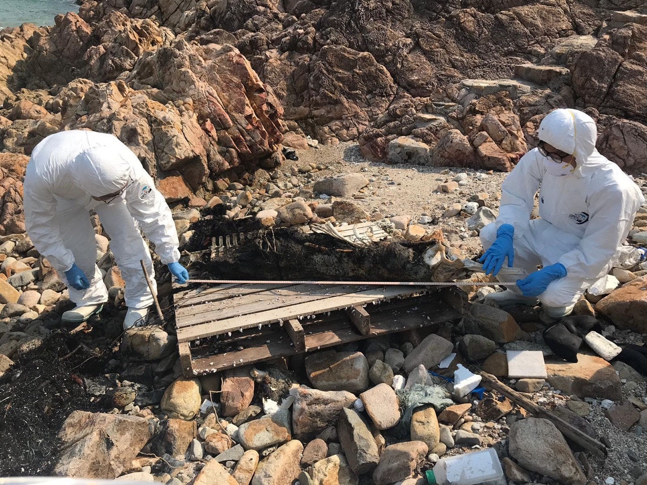 一條身長約213厘米的成年中華白海豚被發現擱淺白腊灣時已是一副骸骨。(香港海洋公園保育基金提供) 一條身長約213厘米的成年中華白海豚被發現擱淺白腊灣時已是一副骸骨。(香港海洋公園保育基金提供)