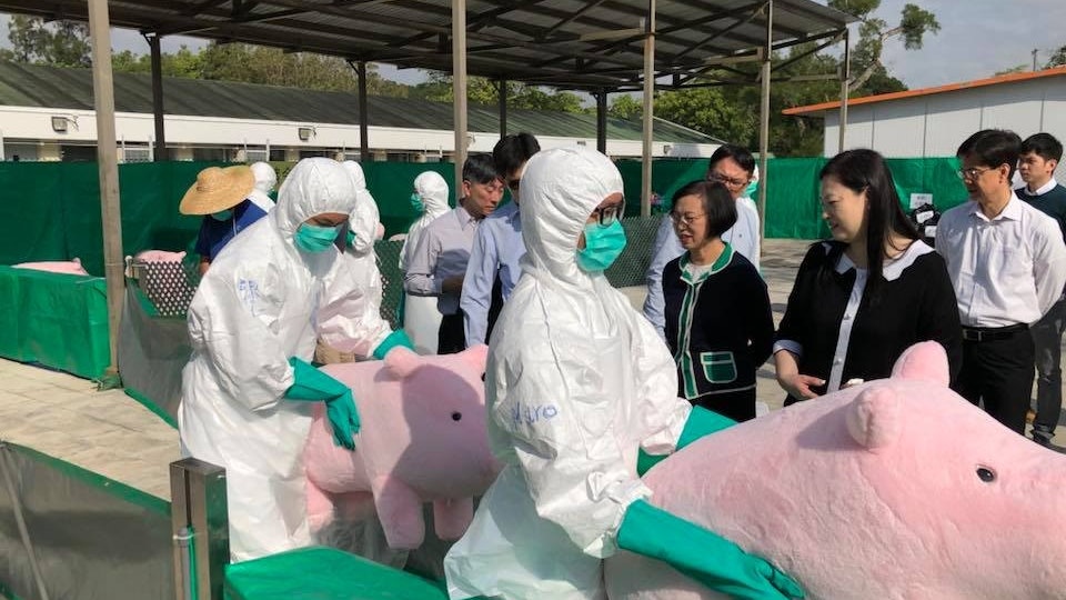 【非洲豬瘟】首次大撲殺 淘寳豬預演 用撞針槍或二氧化碳安樂死 【非洲豬瘟】首次大撲殺 淘寳豬預演 用撞針槍或二氧化碳安樂死