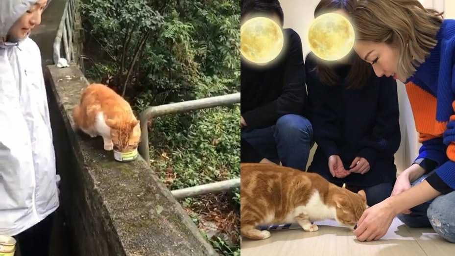 【超有愛】鄭秀文冒雨買罐罐餵流浪貓 助牠尋家並親訪領養家庭 【超有愛】鄭秀文冒雨買罐罐餵流浪貓 助牠尋家並親訪領養家庭