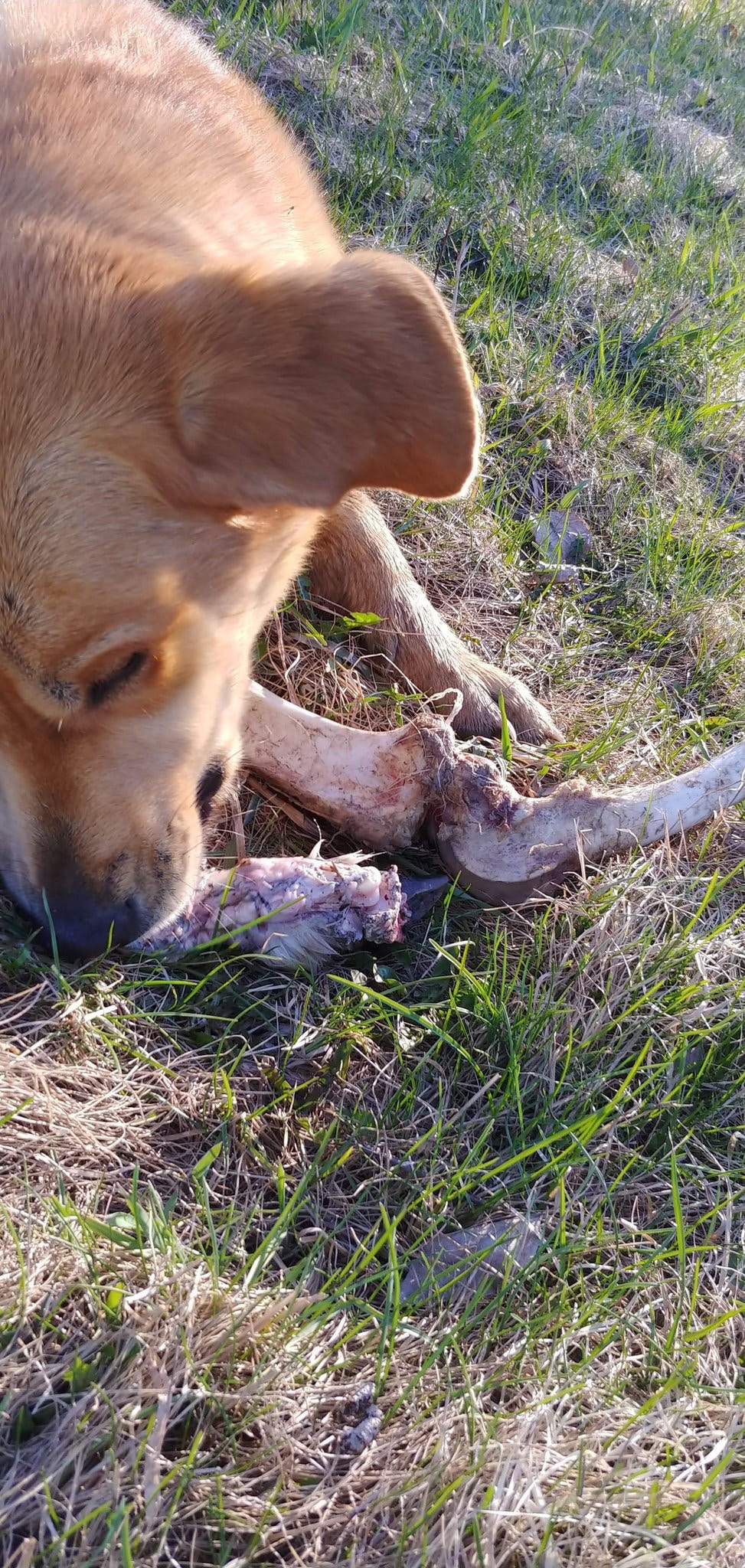 守門犬不敵大骨頭利誘失職任黑熊翻主人垃圾網民 平日伙食差