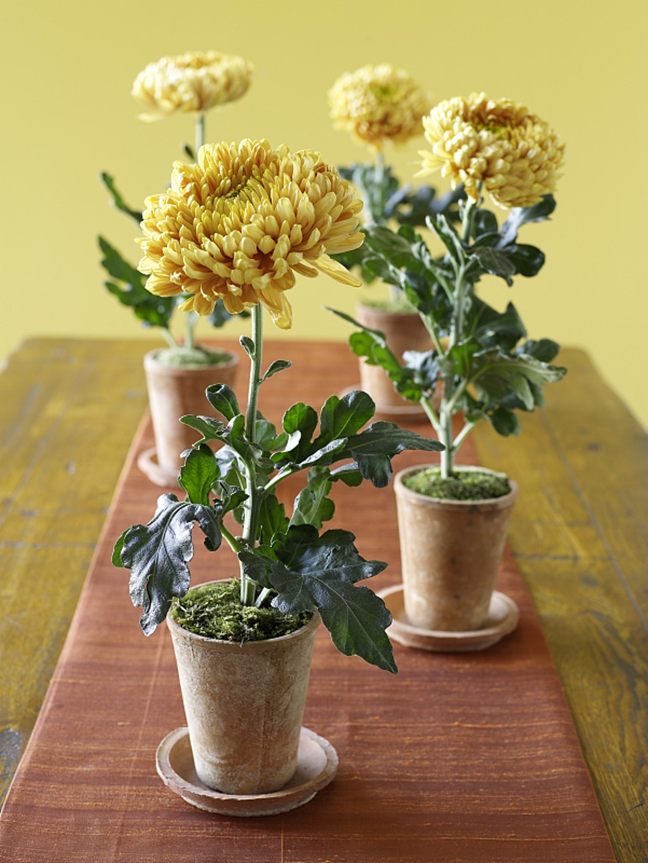 菊花(Chrysanthemums) 菊花的葉和莖對貓咪來說是有害,吃下後會出現嘔吐、肚瀉、情緒低落、食慾不振、流口水等現象。(VCG) 菊花(Chrysanthemums) 菊花的葉和莖對貓咪來說是有害,吃下後會出現嘔吐、肚瀉、情緒低落、食慾不振、流口水等現象。(VCG)