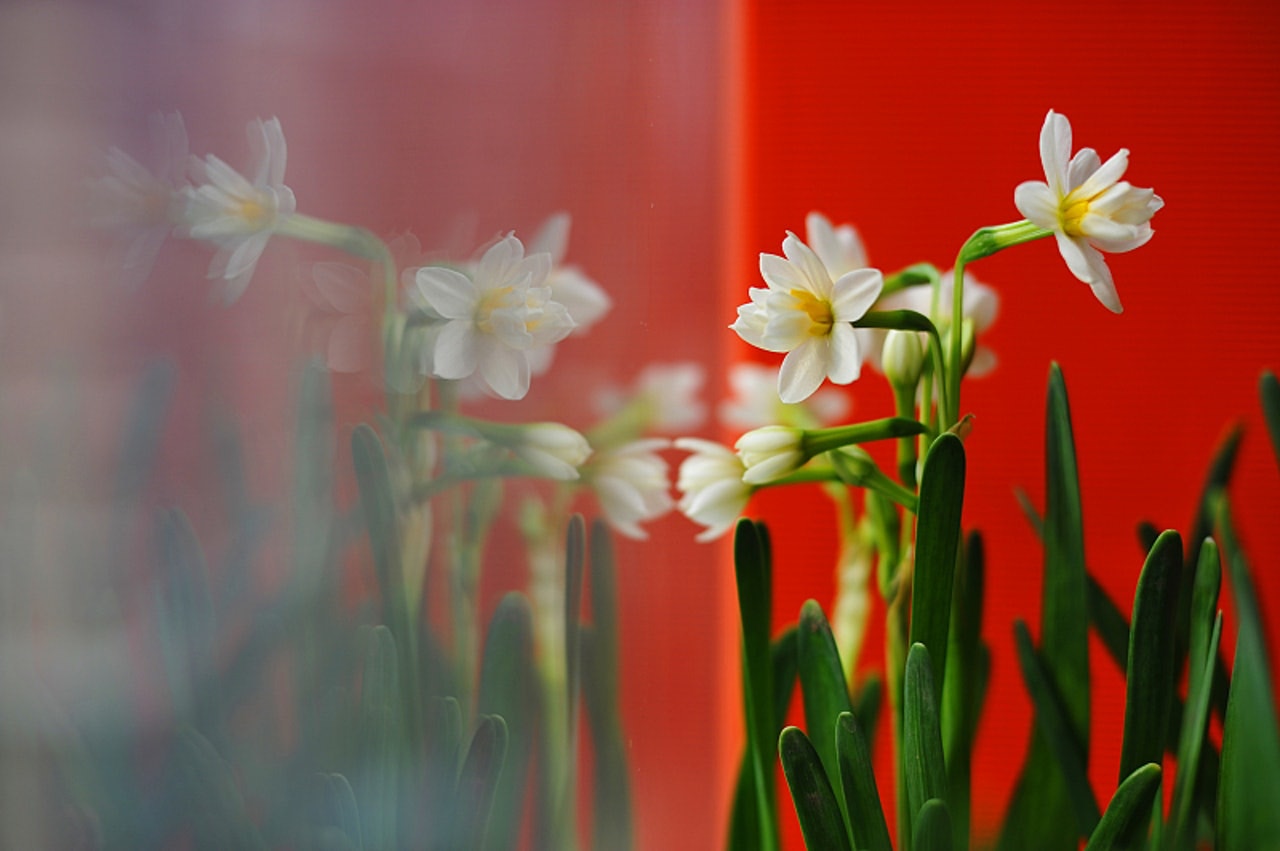 水仙花(Daffodil) 不論是中國水仙或是洋水仙對貓咪來說都有毒,貓咪吃了可能會引起肚痛、嘔吐和肚瀉等。(VCG) 水仙花(Daffodil) 不論是中國水仙或是洋水仙對貓咪來說都有毒,貓咪吃了可能會引起肚痛、嘔吐和肚瀉等。(VCG)