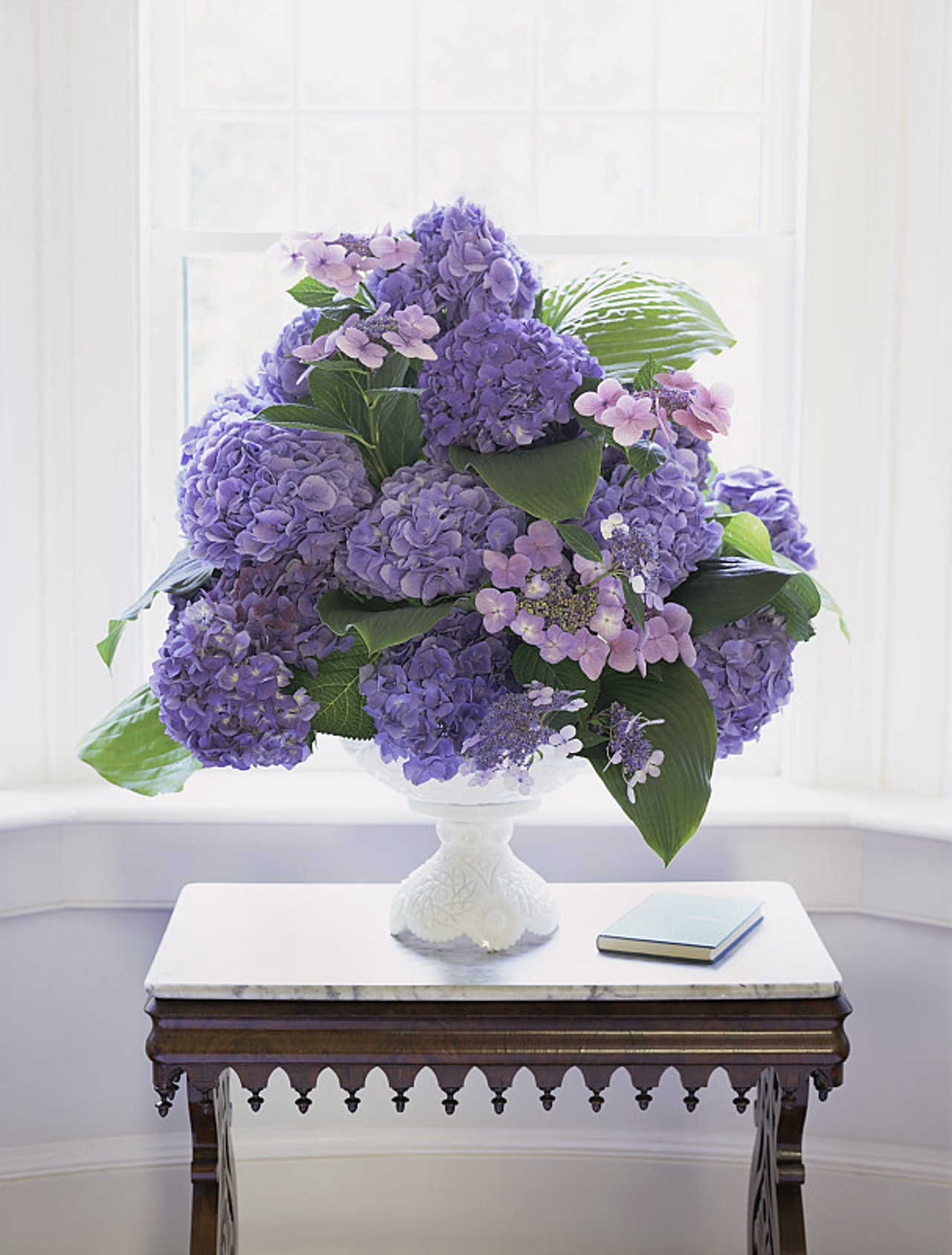 繡球花(Hydrangea) 相對來說繡球花的毒性比較低,貓咪吃了可能會導致胃痛、嘔吐、身體虛弱等現象。(VCG) 繡球花(Hydrangea) 相對來說繡球花的毒性比較低,貓咪吃了可能會導致胃痛、嘔吐、身體虛弱等現象。(VCG)