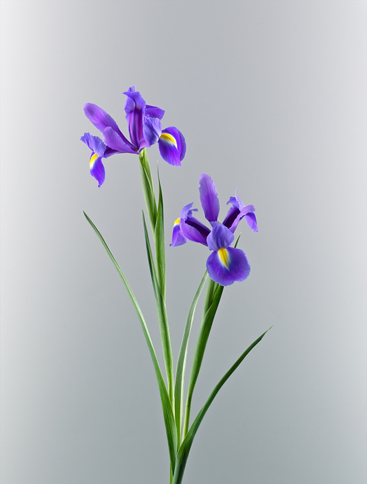 鳶尾花(Iris) 鳶尾花毒性不強,不過球莖具一定的毒性,貓咪吃下會出現胃腸不適的情況。(VCG) 鳶尾花(Iris) 鳶尾花毒性不強,不過球莖具一定的毒性,貓咪吃下會出現胃腸不適的情況。(VCG)