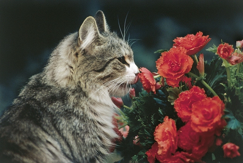 貓咪將花吃下肚的話,隨時會出現腎衰竭亡、抽筋的情況。(VCG) 貓咪將花吃下肚的話,隨時會出現腎衰竭亡、抽筋的情況。(VCG)