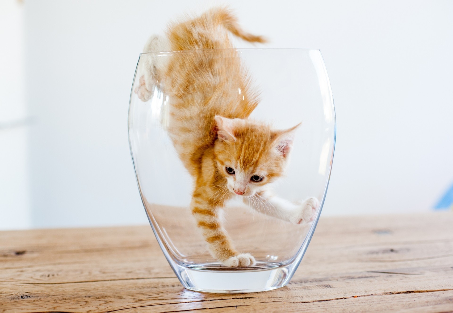 【易碎物品】貓隻是跳躍能手,平日喜歡在家裡上下跳動,尤其跳到餐桌上。所以易碎物品(如花瓶、水杯、相架)應放置在櫃內,要不然牠們走動時,容易把東西掃到地面上,割傷身體。(Getty Images) 【易碎物品】貓隻是跳躍能手,平日喜歡在家裡上下跳動,尤其跳到餐桌上。所以易碎物品(如花瓶、水杯、相架)應放置在櫃內,要不然牠們走動時,容易把東西掃到地面上,割傷身體。(Getty Images)