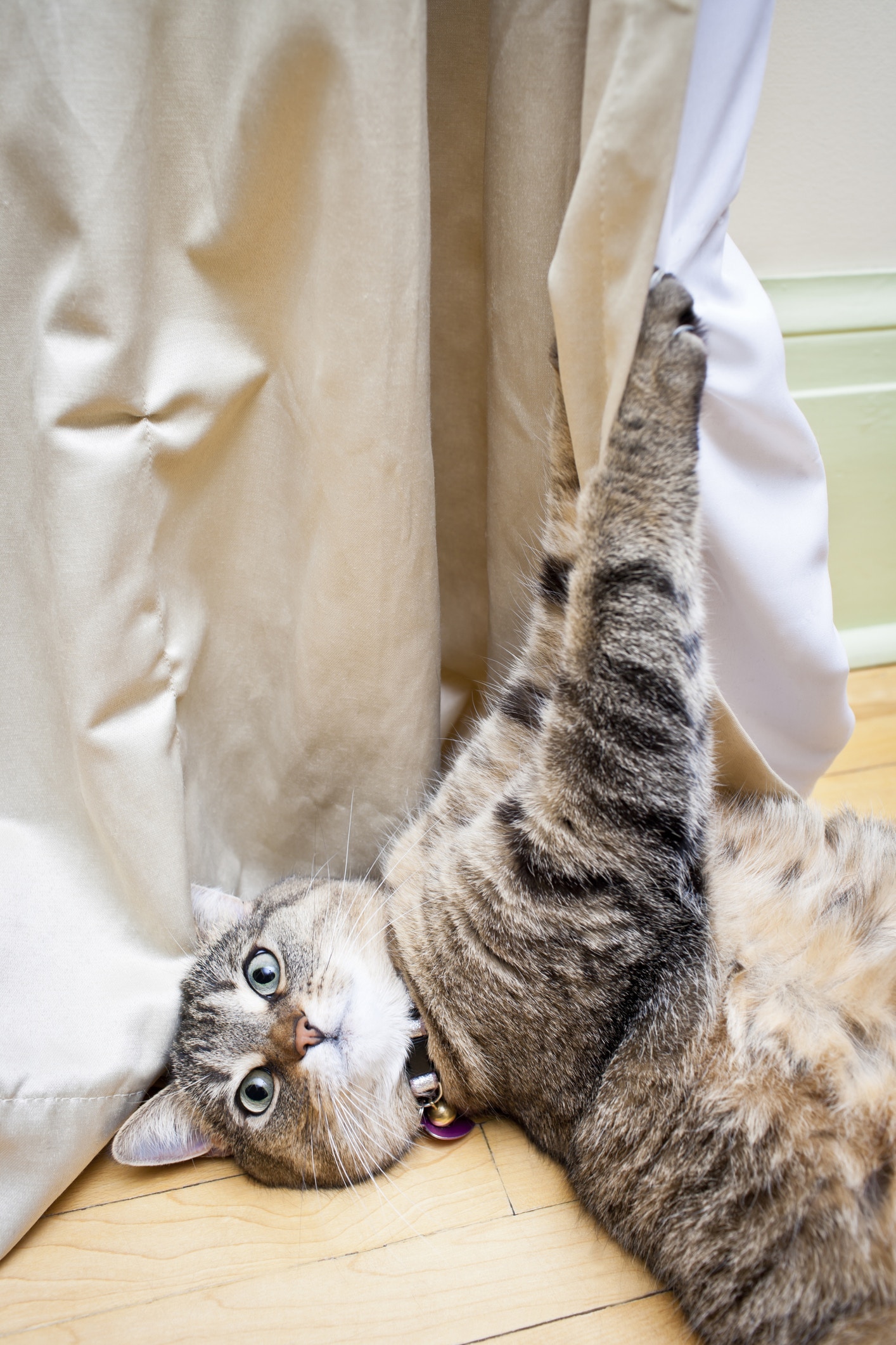 【窗簾和簾繩】懸垂著的繩子對貓隻來說,是一大誘惑。當貓隻玩弄窗簾繩,有機會引致窗簾倒下或繩子纏繞著身體,導致皮膚或內臟損傷,情況嚴重可引致窒息。(Getty Images) 【窗簾和簾繩】懸垂著的繩子對貓隻來說,是一大誘惑。當貓隻玩弄窗簾繩,有機會引致窗簾倒下或繩子纏繞著身體,導致皮膚或內臟損傷,情況嚴重可引致窒息。(Getty Images)