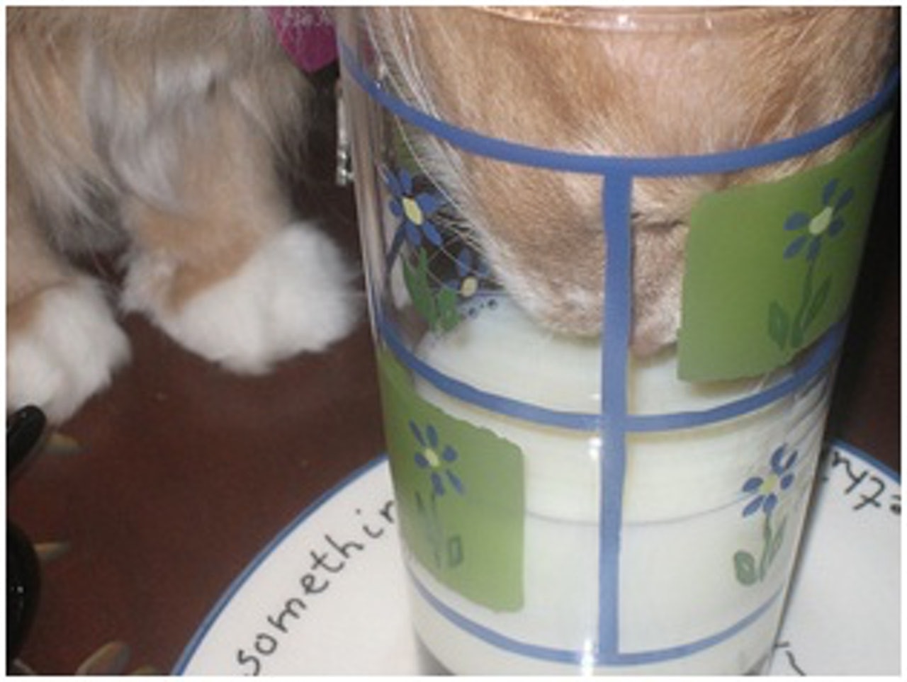 【牛奶或牛油】貓咪一旦長大,就成了乳糖不耐症患者。牠們無法分解乳製品中的乳糖,意味着有腹瀉的下場。生病會導致脫水,如果不及時治療,到時可能就需要住進動物醫院。避免給你的貓咪牛油或牛奶,除非你選擇不含乳糖的那種。(資料圖片) 【牛奶或牛油】貓咪一旦長大,就成了乳糖不耐症患者。牠們無法分解乳製品中的乳糖,意味着有腹瀉的下場。生病會導致脫水,如果不及時治療,到時可能就需要住進動物醫院。避免給你的貓咪牛油或牛奶,除非你選擇不含乳糖的那種。(資料圖片)