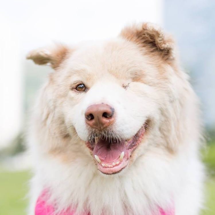 「淡定哥」的笑容有種莫名的感染力。(Facebook@淡定哥) 「淡定哥」的笑容有種莫名的感染力。(Facebook@淡定哥)