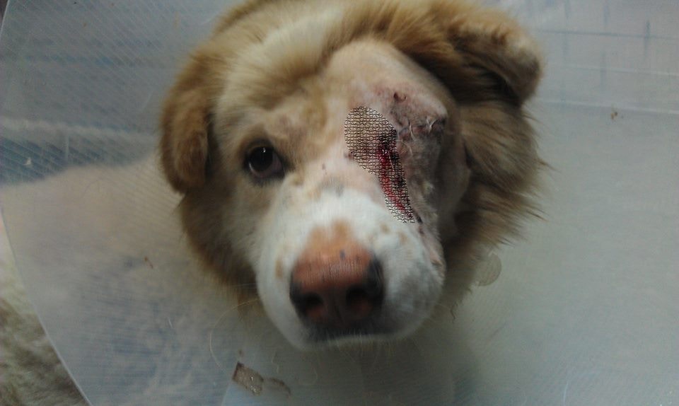 「淡定哥」以前於東涌一帶流浪,有天因左眼嚴重受傷而引起網民注意。(Facebook@淡定哥) 「淡定哥」以前於東涌一帶流浪,有天因左眼嚴重受傷而引起網民注意。(Facebook@淡定哥)