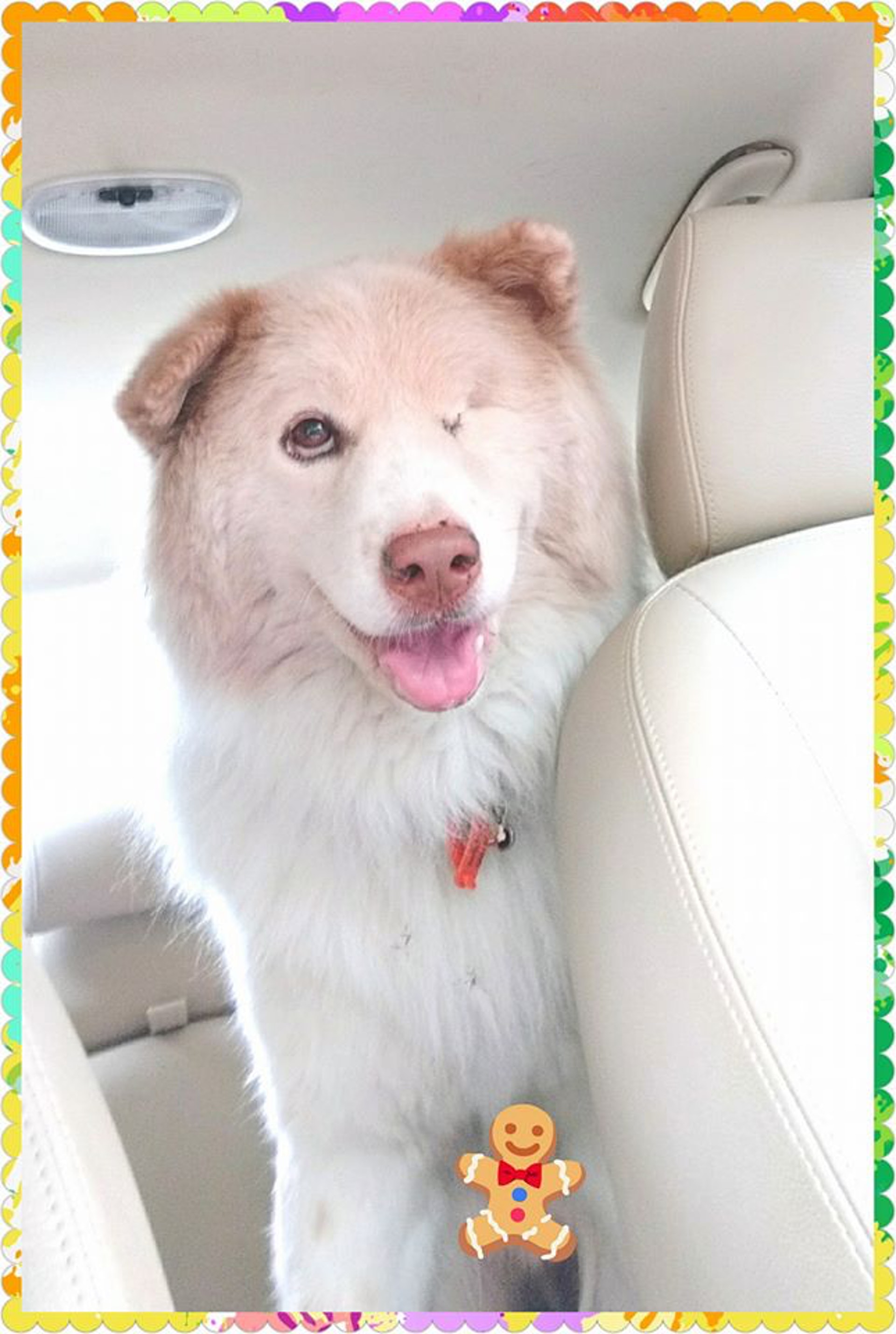 牠燦爛的笑容有種莫名的感染力,難怪能勝任治療犬一職。(Facebook@淡定哥) 牠燦爛的笑容有種莫名的感染力,難怪能勝任治療犬一職。(Facebook@淡定哥)