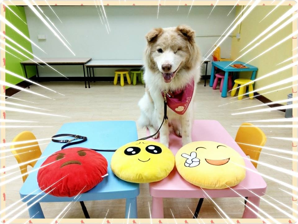 牠燦爛的笑容有種莫名的感染力,難怪能勝任治療犬一職。(Facebook@淡定哥) 牠燦爛的笑容有種莫名的感染力,難怪能勝任治療犬一職。(Facebook@淡定哥)