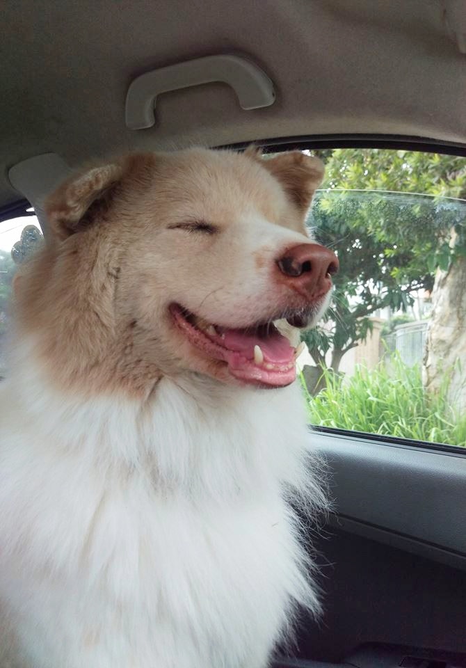 「淡定哥」最喜歡咧嘴大笑。(Facebook@淡定哥) 「淡定哥」最喜歡咧嘴大笑。(Facebook@淡定哥)