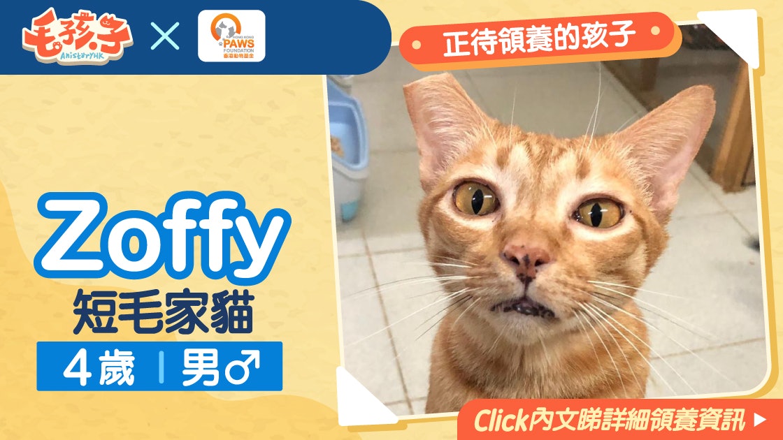 領養消息 香港動物基金 5月日 短毛家貓zoffy 香港01 寵物