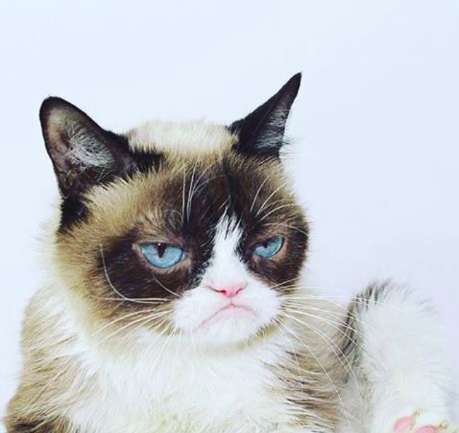 Grumpy Cat不爽貓逝世　粉絲心碎：謝謝你帶給我們快樂
