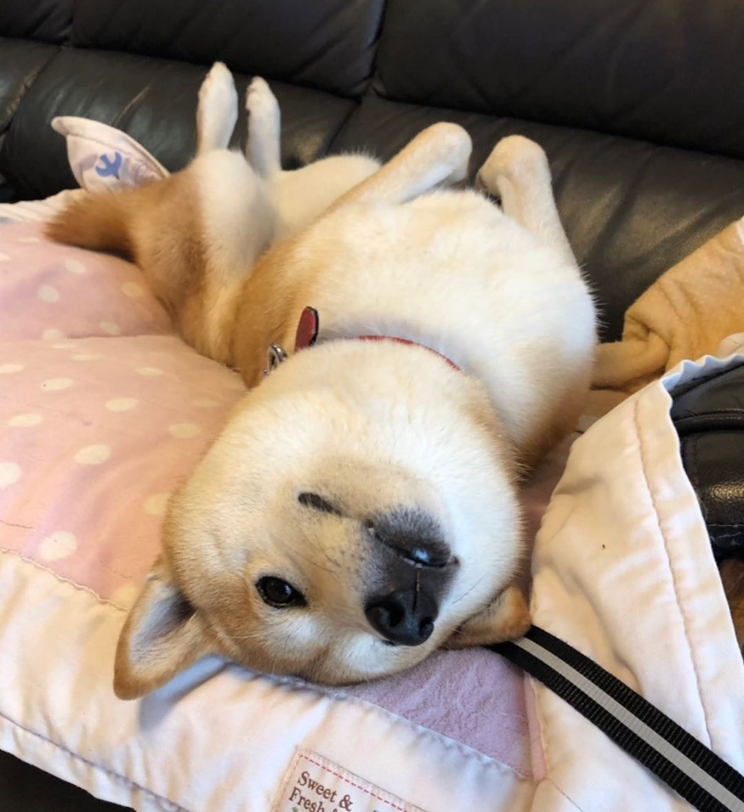 除咗柴犬 秋田犬原來還有牠們 日本狗狗你認識幾種 除咗柴犬 秋田犬原來還有牠們 日本狗狗你認識幾種