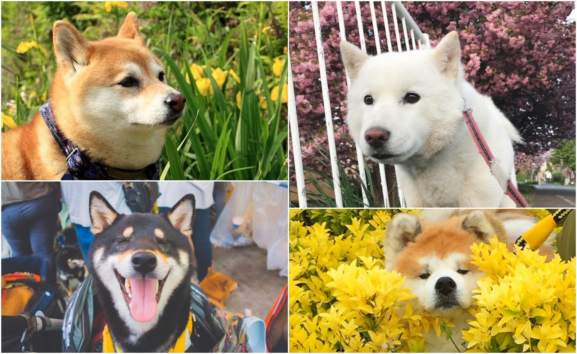 除咗柴犬 秋田犬原來還有牠們 日本狗狗你認識幾種 除咗柴犬 秋田犬原來還有牠們 日本狗狗你認識幾種