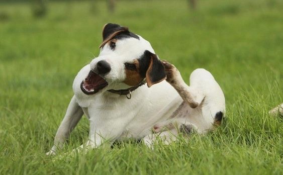 跳蚤叮咬會引起瘙癢，如果遇上過敏性狗狗，它們還會導致腫脹和脫髮。（Pinterest）